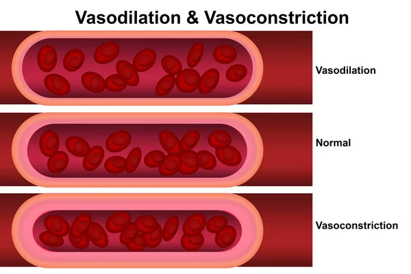 Vasodilation Vasoconstriction Comparison Blood Vessels Rendering — Stock Photo, Image
