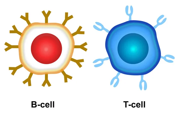 Buňka Adaptivního Imunitního Systému Vykreslování — Stock fotografie