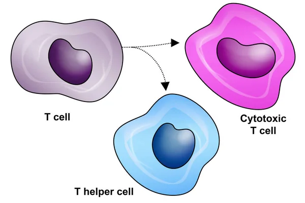 Typy Lymfocytů Izolovaných Rendering — Stock fotografie