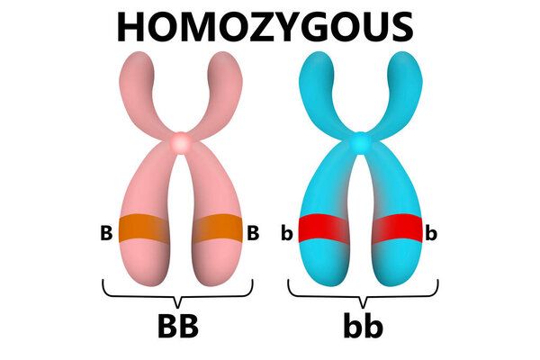 Homozygous parent gene in chromosomes, 3d rendering