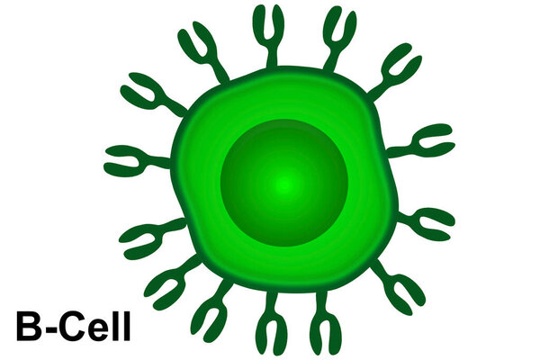 Immune system B cells isolated in white background, 3d rendering