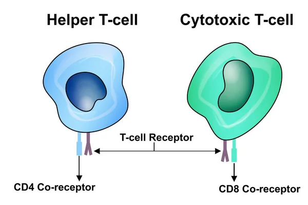 Buňky Pomocné Buňky Cytotoxické Buňky Vykreslování — Stock fotografie