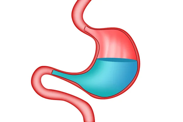 Acid in stomach isolated. Stomach acid reflux, 3d rendering