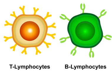 Uyarlanabilir bağışıklık sistemi hücresi, 3D görüntüleme