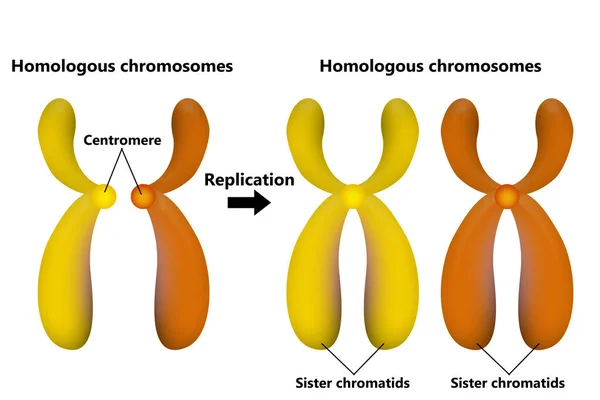 Par Cromosomal Crossover Proceso Replicación Renderizado — Foto de Stock