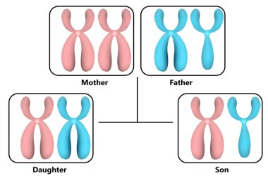 X ve Y kromozomlarının nasıl aktarıldığını çiz, 3 boyutlu oluşturma