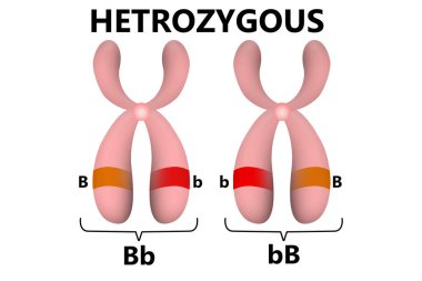 Kromozomlardaki Heterozigot ebeveyn geni, 3 boyutlu oluşturma