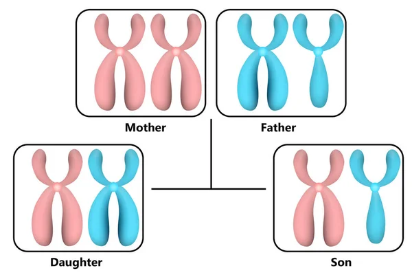 Esquema Cómo Transmiten Los Cromosomas Renderizado — Foto de Stock