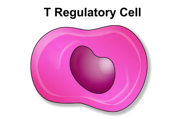 Regulační Buňka Nebo Lymfocyt Imunitního Systému Rendering — Stock fotografie