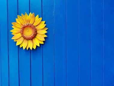 Mavi ahşap bir zemin üzerinde sarı ayçiçeği