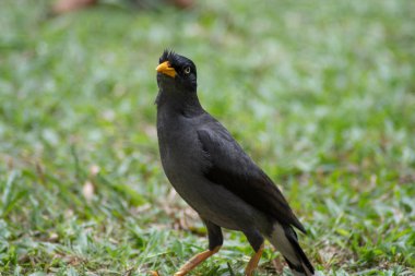 Javan Mynah, Acridotheres javanicus, Singapur 'un her yerinde yaygın bir kuş görülebilir.