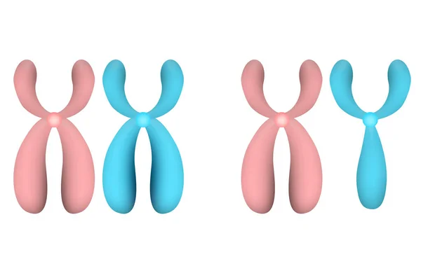 白い背景のX染色体とY染色体 3Dレンダリング — ストック写真