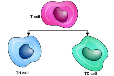 Sitotoksik ve yardımcı hücreli T tipi lenfoid hücreler, 3D oluşturma