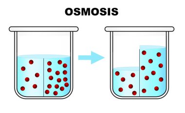 Osmosis işlemi. Yarı geçirgen zardan geçen çözücü, 3D görüntüleme