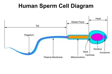 İnsan sperm hücre yapısı diyagramı, 3D görüntüleme