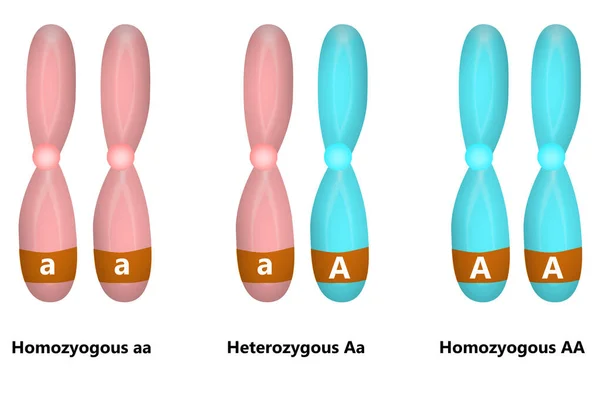 HomozygousとHeterozyous染色体の科学的デザイン 3Dレンダリング — ストック写真