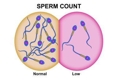 Sperm sayısı için erkek doğurganlığı, 3 boyutlu görüntüleme