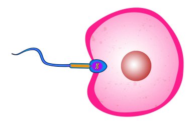 Yumurta hücresine sperm girişi, 3 boyutlu.