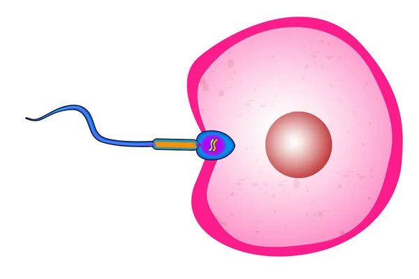 卵母細胞への精子細胞のエントリ 3Dレンダリング — ストック写真