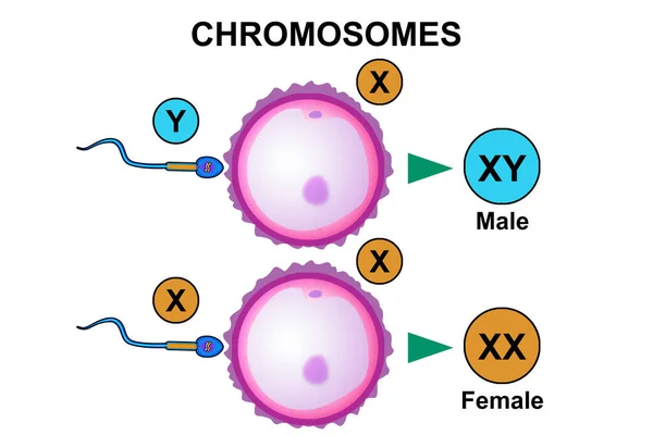 ヒトの染色体と受精プロセス 3Dレンダリング — ストック写真