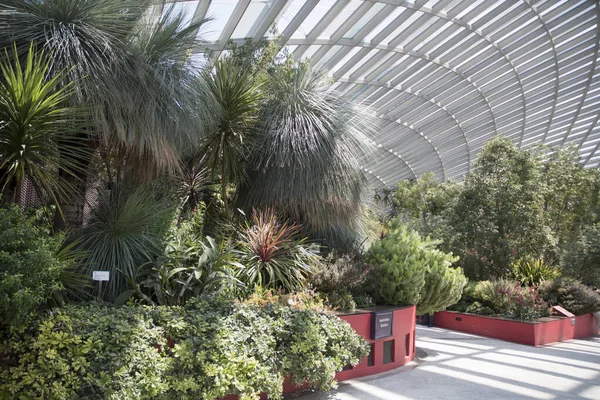 新加坡 2023年6月16日 新加坡湾花园的花冠内景 它是玻璃穹顶下的各种植物和树木的集合 — 图库照片
