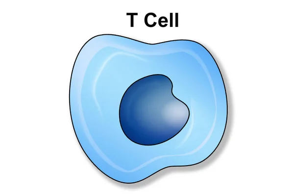 Клетки Лимфоциты Иммунной Системы Рендеринг — стоковое фото