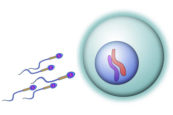 Sperma Buňky Dosahující Vajíčka Vykreslování — Stock fotografie