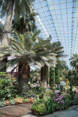 Singapur, 16-Haziran 2023, Singapur Körfezi yakınlarındaki Gardens 'taki Çiçek Kubbesi' nin iç manzarası. Cam kubbenin altında farklı bitki ve ağaçlardan oluşan bir koleksiyon.