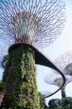 Singapur - 16-Haziran 2023: Körfez tarafındaki Gardens 'taki Supertree Grove yapay ağaç binaları arasında Skyway hava yolu geçidi