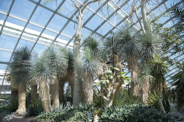 Singapore Jún 2023 Conservatory Flower Dome Located Park Gardens Bay — Stock Fotó