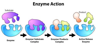Bir substrat üzerinde enzim eylemi şeması, 3D görüntüleme