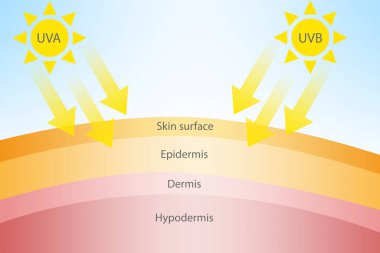 Güneş ışığındaki UVA ve UVB radyasyonu cilde zararlıdır.