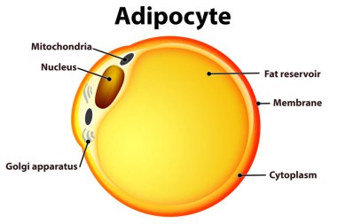 Fat Cells from white adipose tissue. Adipocyte, 3d rendering clipart