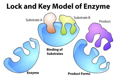 Enzimin kilit ve anahtar modeli, 3D görüntüleme