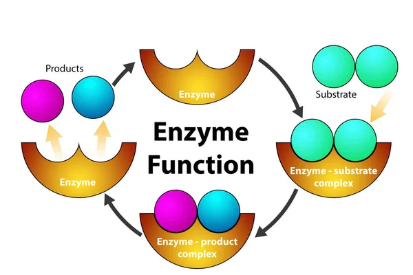 Enzyme Function Cycle Diagram Isolated Rendering — Stock Photo, Image