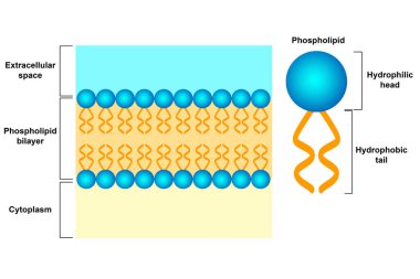 Fosfolipid bilayer yapısı, hücre zarının yapısı, 3D görüntüleme