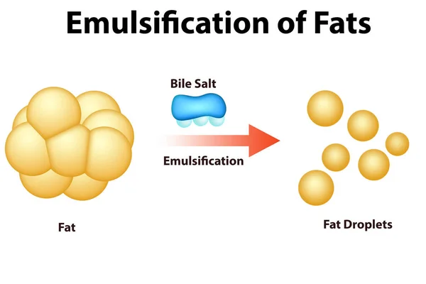 Fat Emulsification and Fat Digestion, 3d rendering