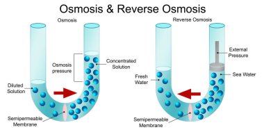 Osmosis ve ters osmoz diyagramı, 3 boyutlu görüntüleme