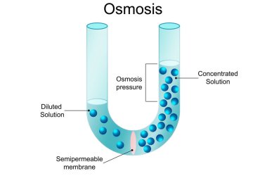 Osmosis process Solvent passing through the semipermeable membrane, 3d rendering clipart