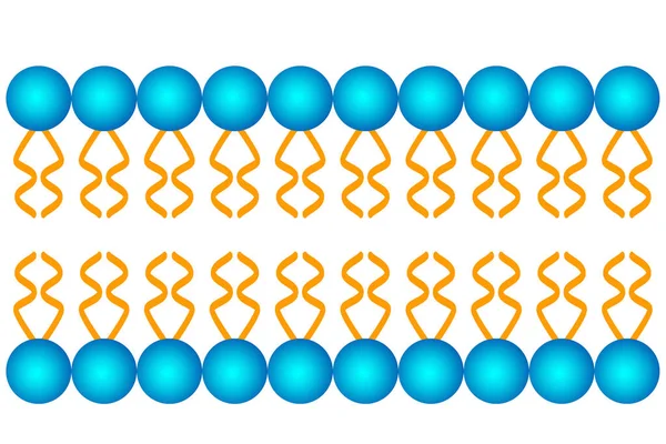 Estrutura Bicamada Fosfolipídica Estrutura Membrana Celular Renderização — Fotografia de Stock