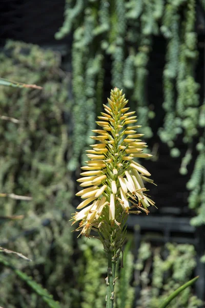 Aloe Vera Rostlina Kvetoucími Květy Zahradě — Stock fotografie