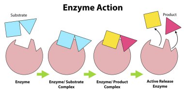 Bir substrat üzerinde enzim eylemi şeması, 3D görüntüleme