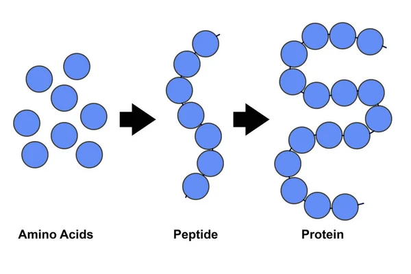 氨基酸 多肽和蛋白质分子模型的生物化学结构 3D呈现 — 图库照片