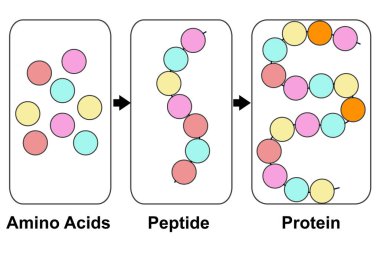 Amino asitlerin, peptitlerin ve proteinlerin biyokimyasal yapısı moleküler model, 3D oluşturma