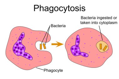Fagositoz, beyaz kan hücreleri tarafından yabancı parçacıkların yutulması,