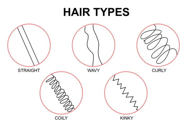 Classification hair types - straight, wavy, curly, coily, kinky. 3d rendering