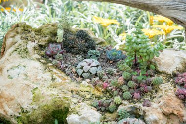 Singapur körfezindeki bahçelerde sulu bitkiler.