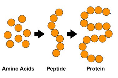 Amino asitlerin, peptitlerin ve proteinlerin biyokimyasal yapısı moleküler model, 3D oluşturma