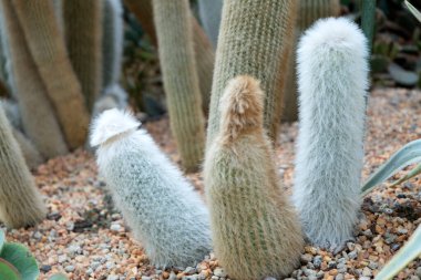 Kliistocactus strausii, genellikle gümüş meşale ya da yün meşale olarak bilinir.