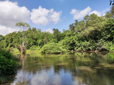 Singapur 'daki Hampstead Wetlands Parkı. Hampstead Wetlands Parkı üç hektardan fazla bir kırsal yeşil sığınaktır.